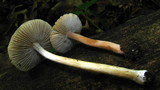 Inocybe rimosa image