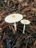 Lepiota rubrotinctoides image