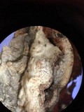 Merulius tremellosus image