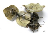Clitocybe glacialis image