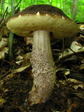 Leccinellum crocipodium image