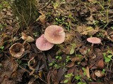 Lepiota decorata image