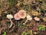 Lepiota decorata image