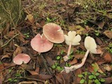 Lepiota decorata image