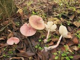 Lepiota decorata image