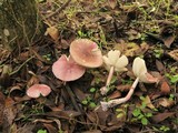 Lepiota decorata image