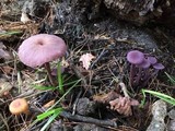 Laccaria amethystina image