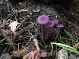 Laccaria amethystina image