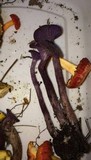 Laccaria amethystina image
