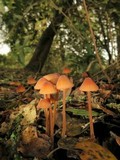 Mycena californiensis image
