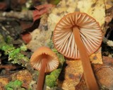 Mycena californiensis image