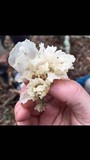 Tremella fuciformis image