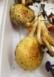 Pholiota squarrosoides image
