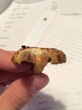 Pholiota squarrosoides image