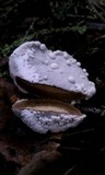 Hypomyces microspermus image