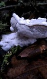 Hypomyces microspermus image