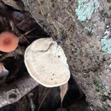 Trametes pubescens image