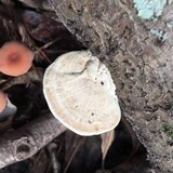 Trametes pubescens image