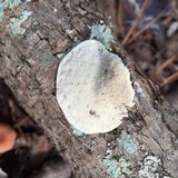 Trametes pubescens image