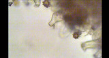 Inocybe calospora image