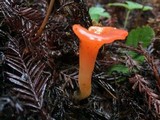 Guepinia helvelloides image