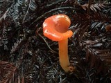 Guepinia helvelloides image