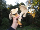 Leucopaxillus albissimus image