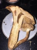 Gyroporus ballouii image