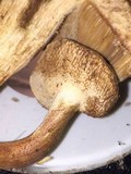 Gyroporus ballouii image
