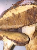 Gyroporus ballouii image