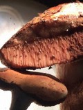 Tylopilus balloui image