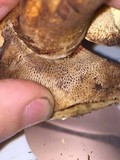 Gyroporus ballouii image