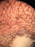 Tylopilus balloui image