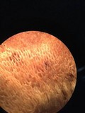 Gyroporus ballouii image