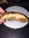 Tylopilus balloui image