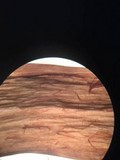 Tylopilus balloui image