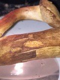 Gyroporus ballouii image