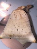 Microporellus obovatus image