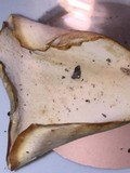 Microporellus obovatus image