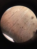 Microporellus obovatus image