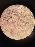 Microporellus obovatus image