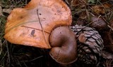 Chroogomphus vinicolor image