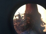 Ganoderma curtisii image