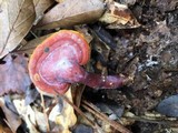 Ganoderma curtisii image