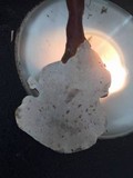 Ganoderma curtisii image