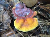 Ganoderma curtisii image