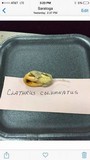 Clathrus columnatus image