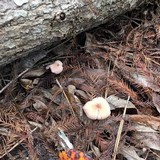 Laccaria amethystina image