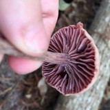 Laccaria amethystina image