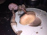 Laccaria amethystina image